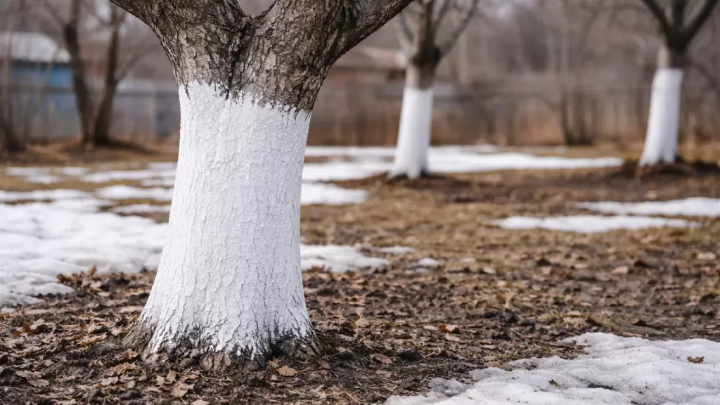 Акриловая краска для садовых деревьев
