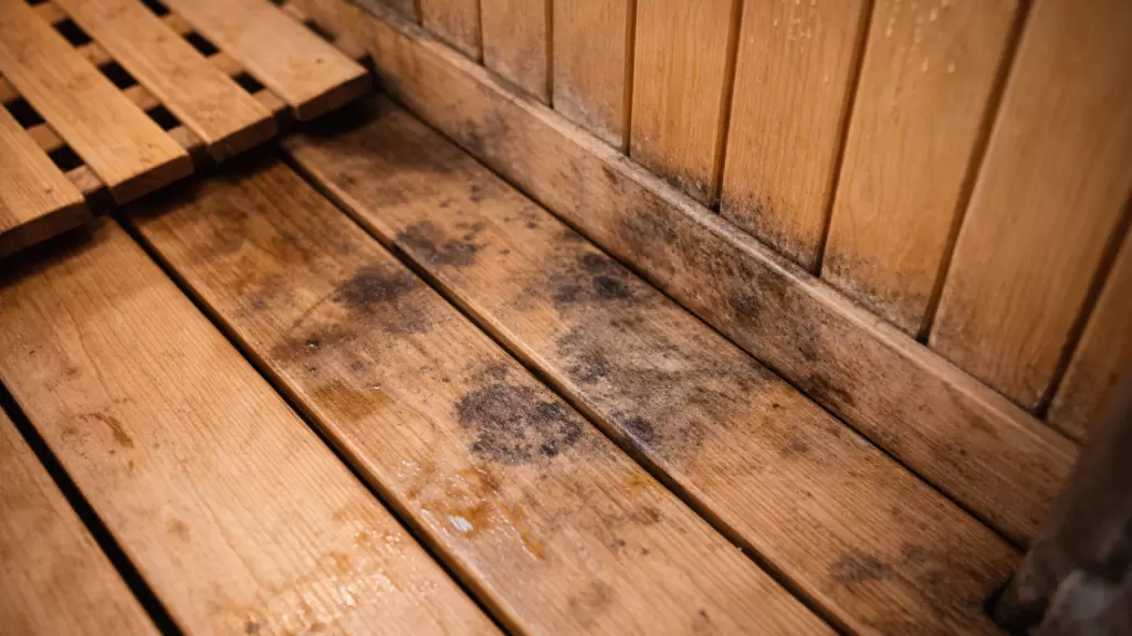 Как избавиться от плесени и запаха в бане и в парилке